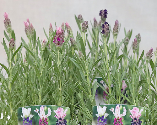 aa5d64a341d88da7ecddab4a2ce5de