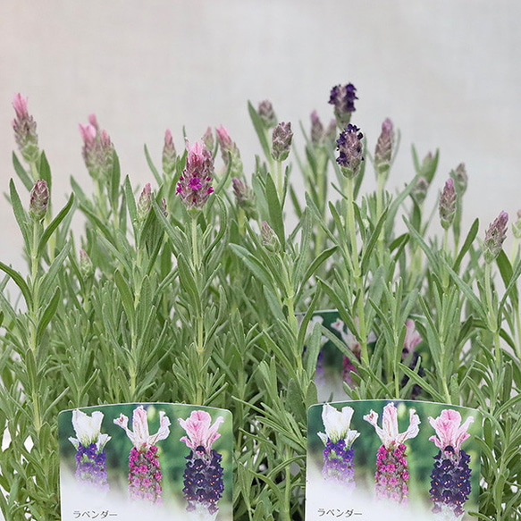 花苗 フレンチラベンダー カスティリャーノ ライラック・ローズ 3号