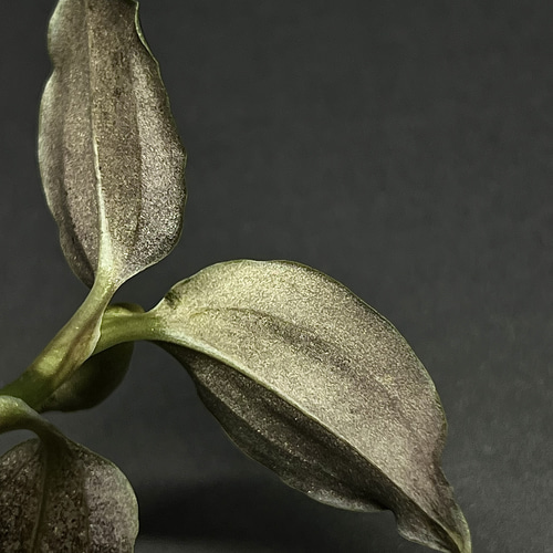 Microchilus tridax from Ecuador (Invoice) / ジュエル