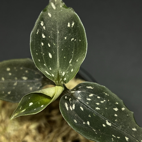 ミクロキルス　トリダックス　グリーン　9株 ジュエルオーキッド　① ミクロキルス トリダックス グリーン 9株 ジュエルオーキッド ①