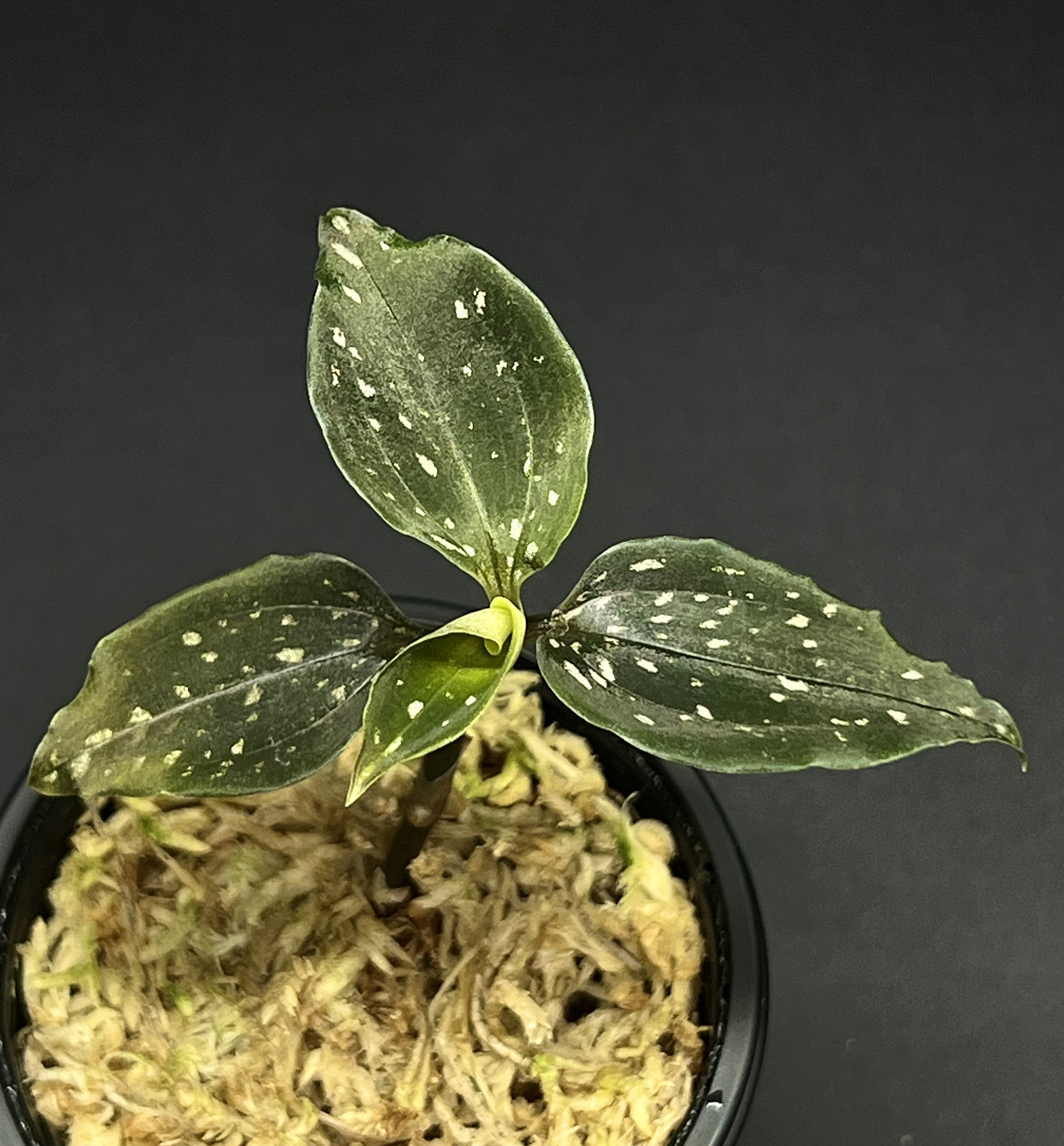 Microchilus tridax from Ecuador (Invoice) / ジュエル
