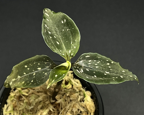 観葉植物】ジュエルオーキッド【ミクロキルス トリダックス