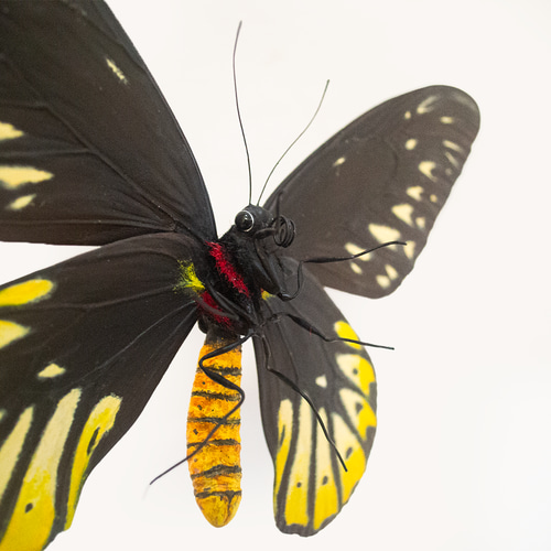 蝶標本 チトヌストリバネアゲハ トリバネアゲハ コレクション 世界三大