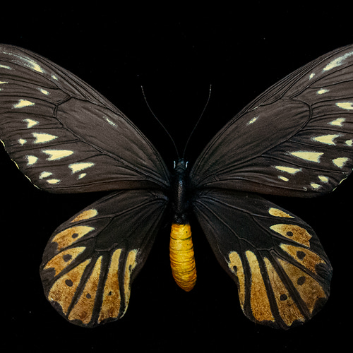 アレクサンドラトリバネアゲハ（雌）| 精密レプリカ | 蝶標本 | 昆虫