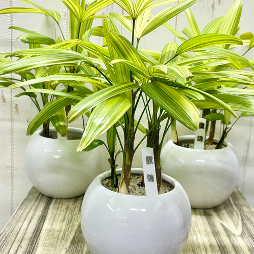 12#植物アエオニウム❤️サラダボール中斑錦❤️18頭35cm 钵つきゆうパック発送 数量限定 斑入り テーブルサイズ 観音竹 綾錦 セラミックボール鉢