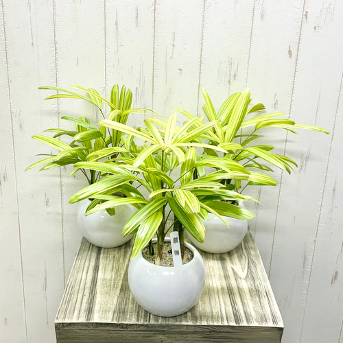 【期間限定掲載★10/17(金)まで】イオニアセラミック植木鉢 4点セット 期間限定掲載☆10/17(金)まで】イオニアセラミック植木鉢 4点セット