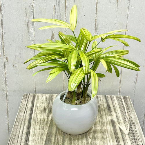 数量限定 斑入り テーブルサイズ 観音竹 綾錦 セラミックボール鉢