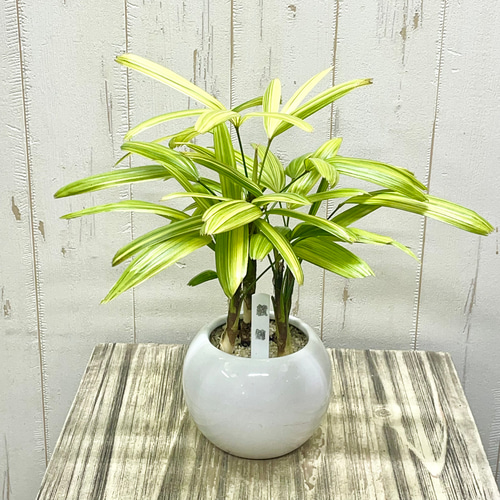 数量限定 斑入り テーブルサイズ 観音竹 綾錦 セラミックボール鉢