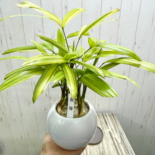ココスヤシ　斑入り　9号鉢つき　激レア❗ ココスヤシ 斑入り(Butia capitata variegata) | 希少植物の販売