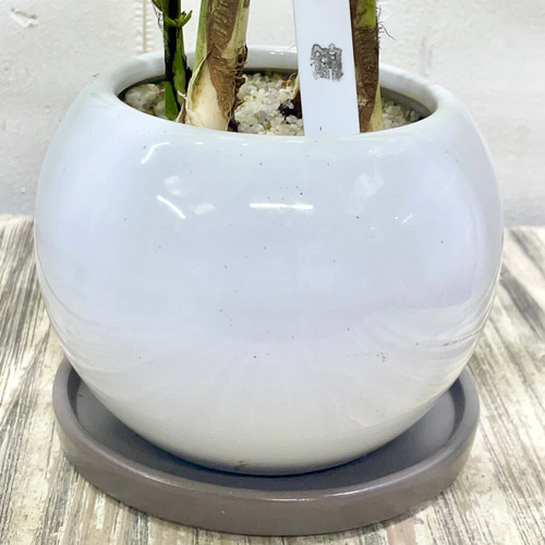 12#植物アエオニウム❤️サラダボール中斑錦❤️18頭35cm 钵つきゆうパック発送 12#植物アエオニウム❤️サラダボール中斑錦❤️18頭35cm 钵つきゆう