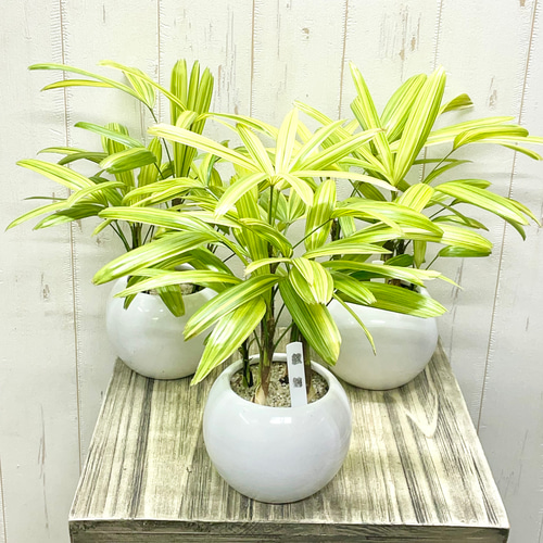 12#植物アエオニウム❤️サラダボール中斑錦❤️18頭35cm 钵つきゆうパック発送 数量限定 斑入り テーブルサイズ 観音竹 綾錦 セラミックボール鉢