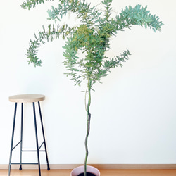 定番 希少】ギンヨウアカシア ミモザ 花芽付き Lサイズ 観葉植物 calm コニファー・針葉樹