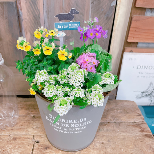 SALE！選べる動物ピックつき♡【桜草ネメシア入り寄せ植え】春カラー