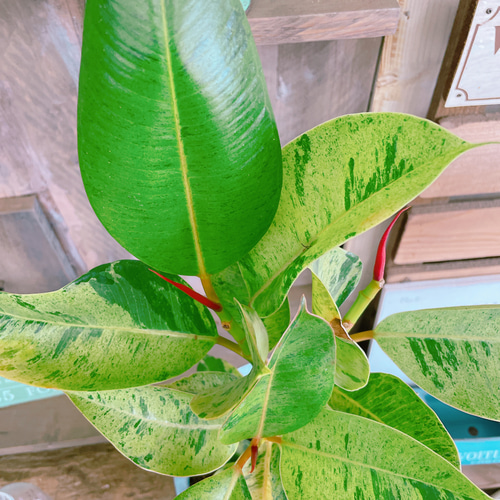 希少❗️巨大❗️フィカス　ジン　朴✨ フィカス・ジン