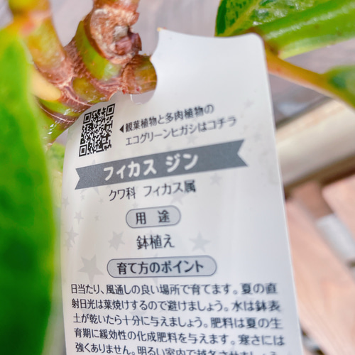 現品SALE♡レア【フィカス ジン】おしゃれ斑入りグリーン♡珍しい観葉