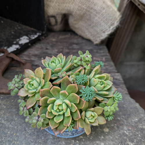 多肉植物　寄せ植え　マッコス　カット苗　15カット❗️ 多肉植物 マッコスの寄せ植え 多肉植物 ミクロ 通販 18949863｜Creema
