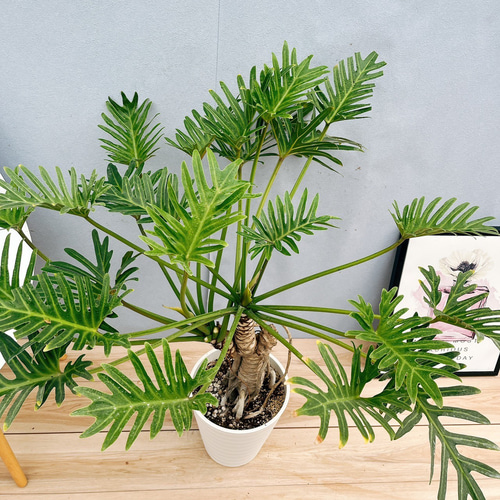 ［現品］23番　フィロデンドロン　ジャイアントザナドゥ　幹上がり　観葉植物　室内 現品］【珍しい】フィロデンドロン ジャイアントザナドゥ 幹