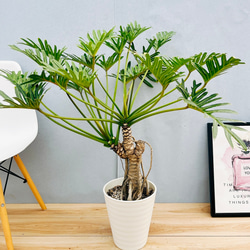 現品　フィロデンドロン　ジャイアントザナドゥ　1番　幹上がり　ドライガーデン 現品 フィロデンドロン ジャイアントザナドゥ 1番 幹上がり