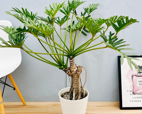 ［現品］23番　フィロデンドロン　ジャイアントザナドゥ　幹上がり　観葉植物　室内 現品］【珍しい】10番 フィロデンドロン ジャイアントザナドゥ