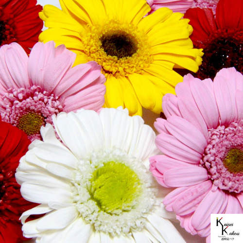 大地農園！プリザーブドフラワー 「ガーベラ ピンクミックス