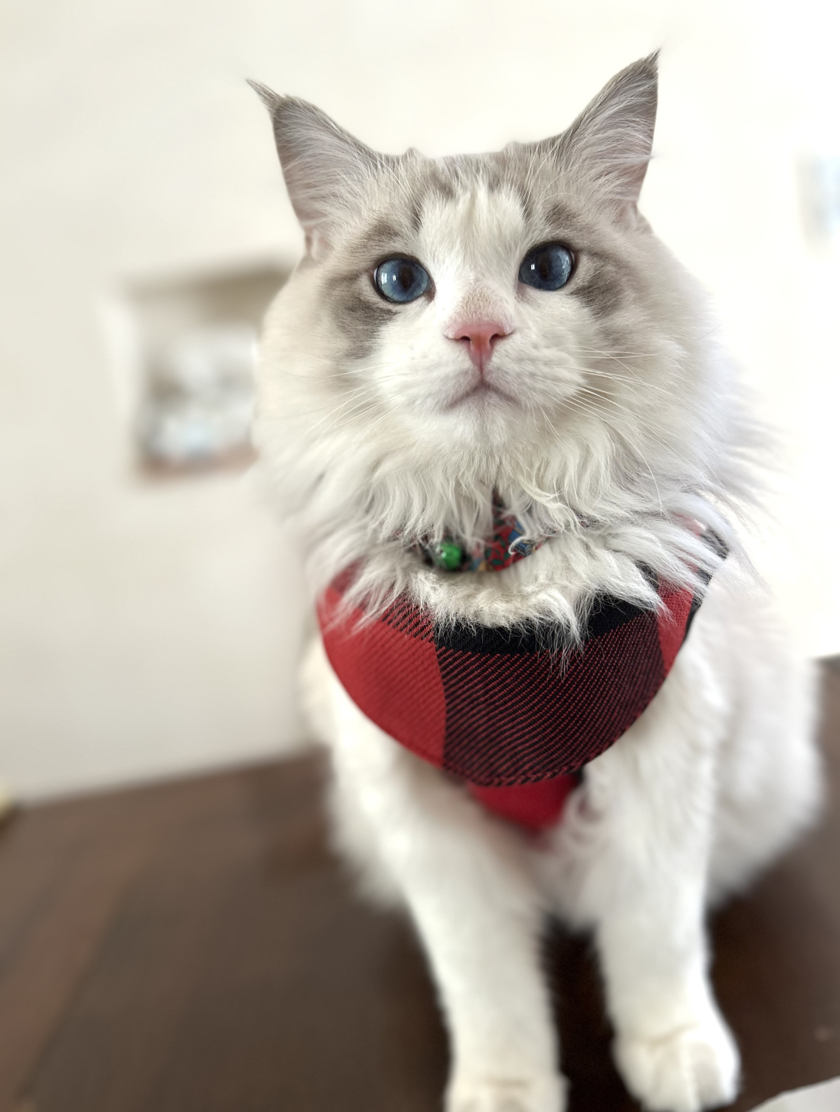 猫用ぬくぬくハーネス　BIGチェック