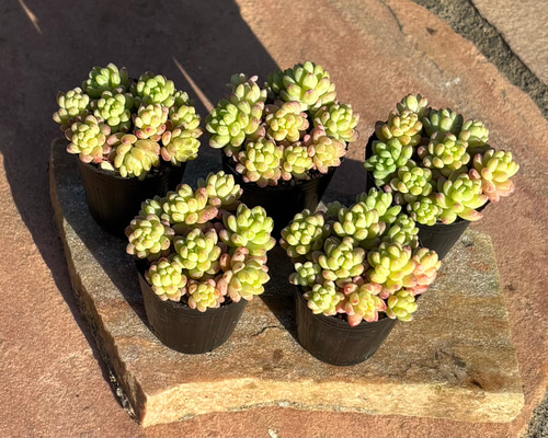 多肉植物 寄せ植え レッドベリーhyb( * ֦ơωơ֦) 多肉植物 くるくま