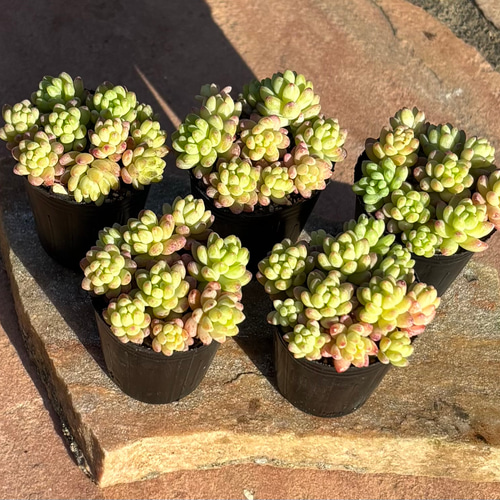 多肉植物 寄せ植え レッドベリーhyb( * ֦ơωơ֦) 多肉植物 くるくま