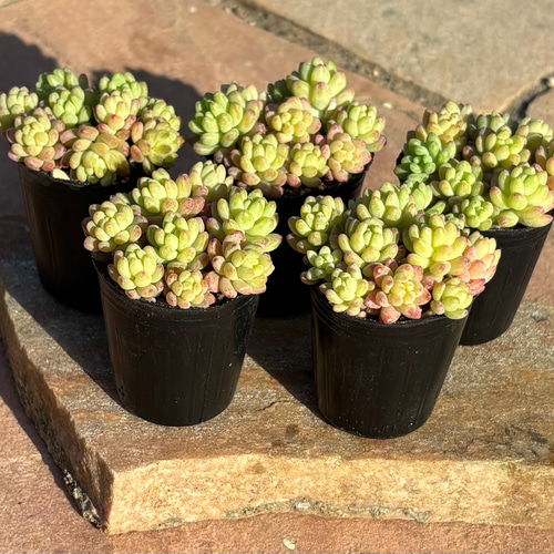 多肉植物^o^ モリモリ❣️レッドベリー 観葉植物