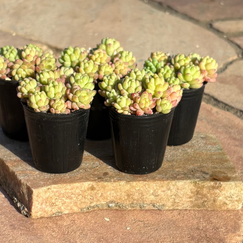 多肉植物 寄せ植え レッドベリーhyb( * ֦ơωơ֦) 多肉植物 くるくま