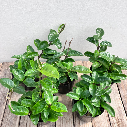ホヤ＊クリンクルエイト＊観葉植物＊希少種 アートフラワー