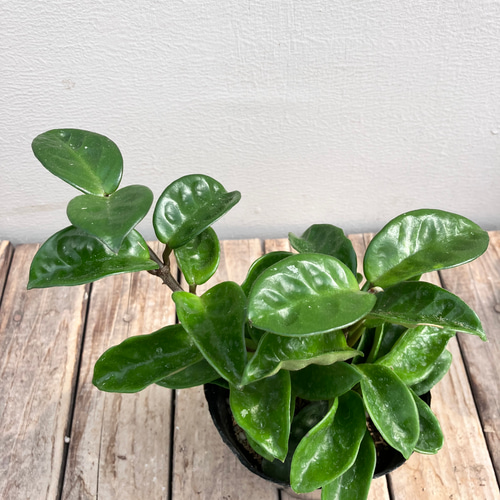 ホヤ＊クリンクルエイト＊観葉植物＊希少種 アートフラワー bloom town