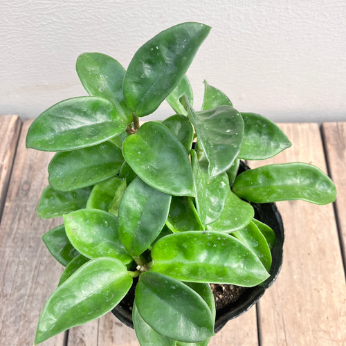 ホヤ＊クリンクルエイト＊観葉植物＊希少種 アートフラワー bloom town