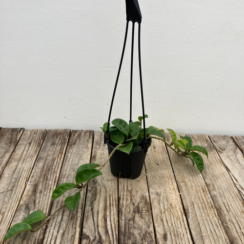 ホヤ＊クリンクルエイト＊観葉植物＊希少種 アートフラワー bloom town