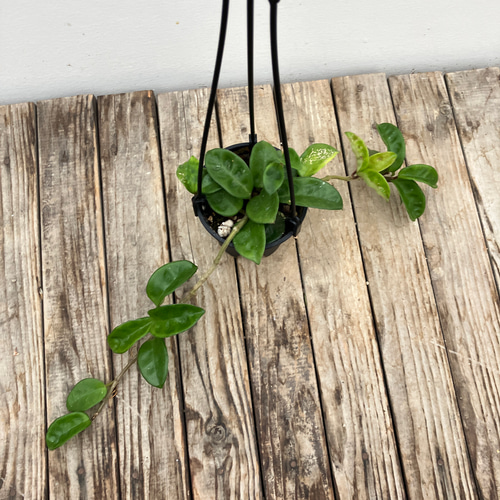 ホヤ＊クリンクルエイト＊観葉植物＊希少種 アートフラワー bloom town
