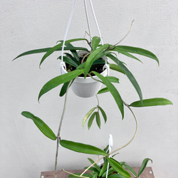 ホヤ＊ミニベル＊吊り鉢＊観葉植物＊希少種 3枚目の画像