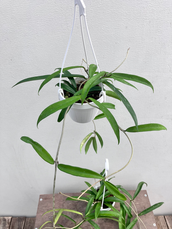 ホヤ＊ミニベル＊吊り鉢＊観葉植物＊希少種 3枚目の画像