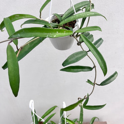 ホヤ＊ミニベル＊吊り鉢＊観葉植物＊希少種 6枚目の画像