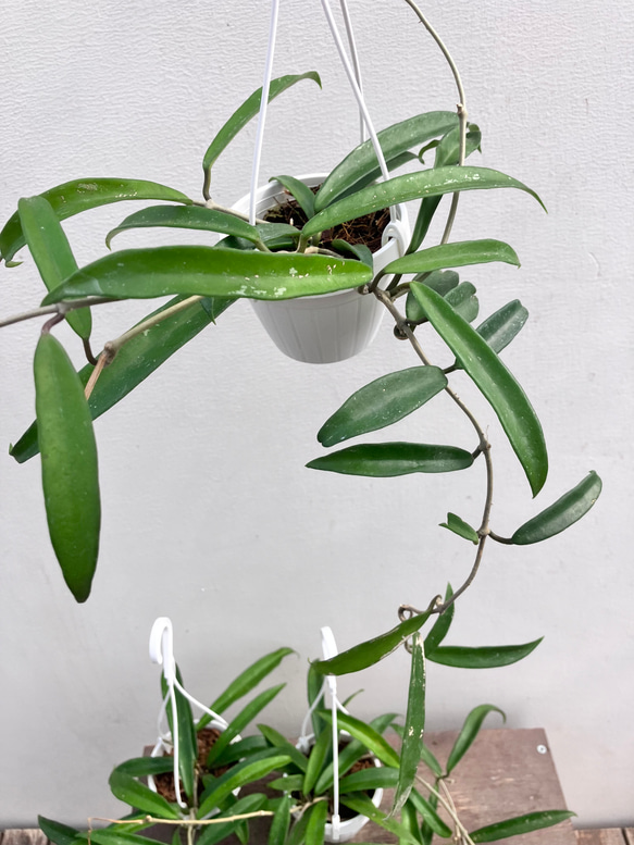 ホヤ＊ミニベル＊吊り鉢＊観葉植物＊希少種 6枚目の画像