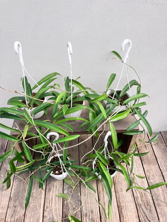 ホヤ＊ミニベル＊吊り鉢＊観葉植物＊希少種 1枚目の画像