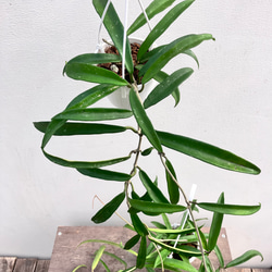 ホヤ＊ミニベル＊吊り鉢＊観葉植物＊希少種 5枚目の画像