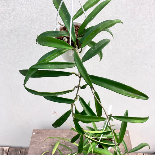 ホヤ＊ミニベル＊吊り鉢＊観葉植物＊希少種 アートフラワー bloom town