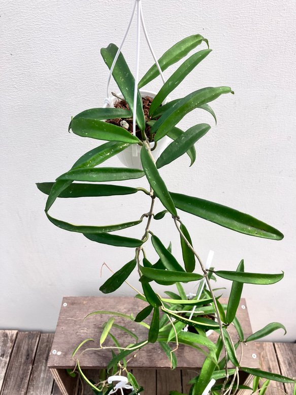 ホヤ＊ミニベル＊吊り鉢＊観葉植物＊希少種 5枚目の画像