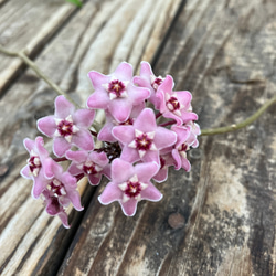 ホヤ＊ミニベル＊吊り鉢＊観葉植物＊希少種 アートフラワー bloom town