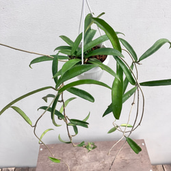 ホヤ＊ミニベル＊吊り鉢＊観葉植物＊希少種 4枚目の画像