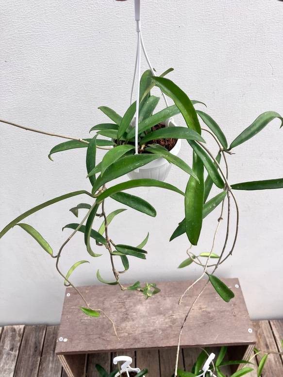 ホヤ＊ミニベル＊吊り鉢＊観葉植物＊希少種 4枚目の画像