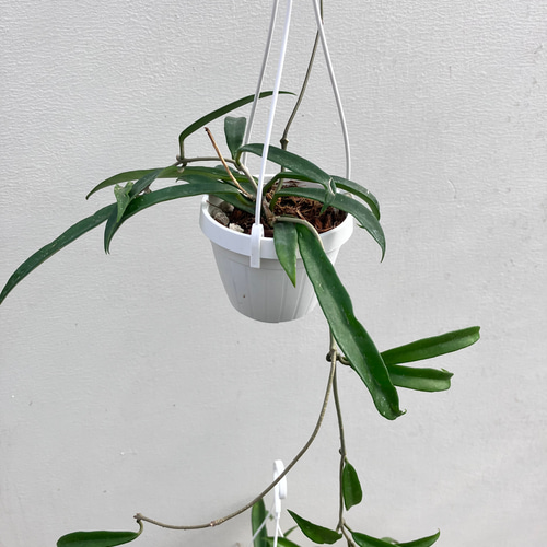 ホヤ＊ミニベル＊吊り鉢＊観葉植物＊希少種 アートフラワー bloom town