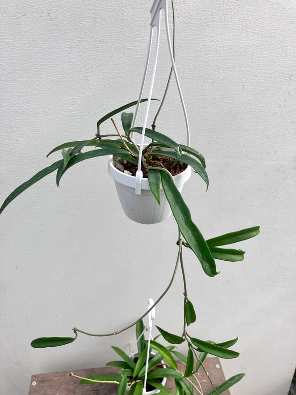 ホヤ＊ミニベル＊吊り鉢＊観葉植物＊希少種 2枚目の画像