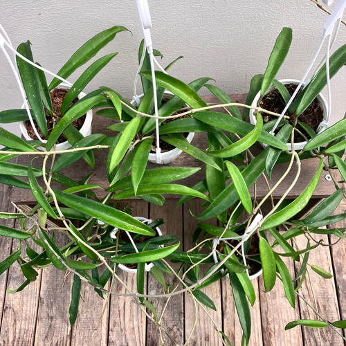 ホヤ＊ミニベル＊吊り鉢＊観葉植物＊希少種 アートフラワー bloom town