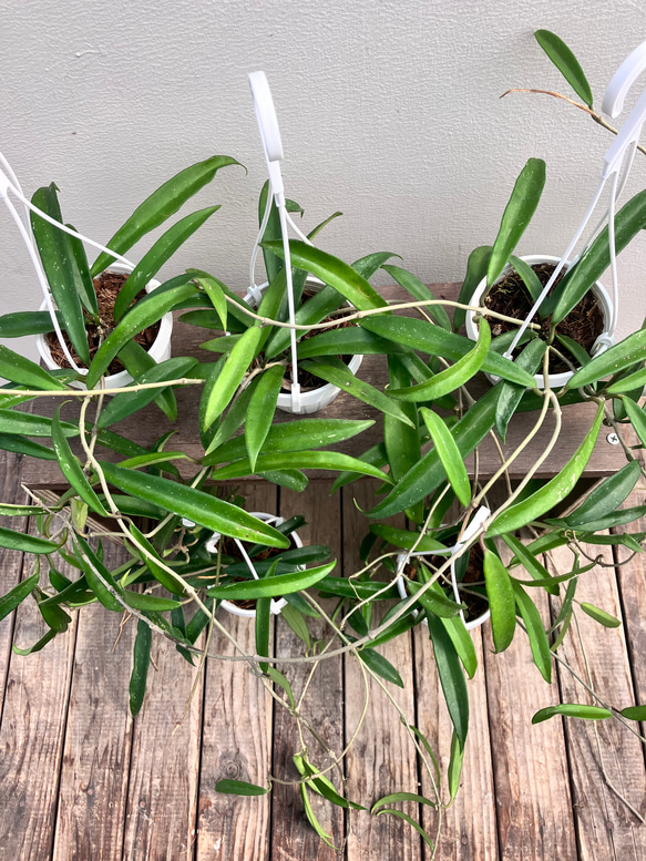 ホヤ＊ミニベル＊吊り鉢＊観葉植物＊希少種 7枚目の画像