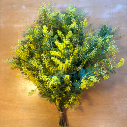 1.ミモザ切花100サイズ （3月8日はミモザの日。ミモザアカシアの 1